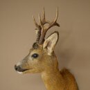 Roebuck Head Mount, New, Height 58 cm, Antlers, Roebuck Head Mount 85.11.121