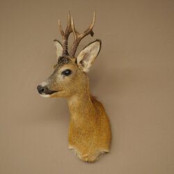 Roebuck Head Mount, New, Height 58 cm, Antlers, Roebuck Head Mount 85.11.121