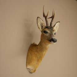 Roebuck Head Mount, New, Height 58 cm, Antlers, Roebuck Head Mount 85.11.121