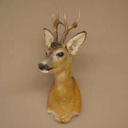 Roebuck Head Mount, New, Height 58 cm, Antlers, Roebuck Head Mount 85.11.121
