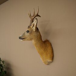 Roebuck Head Mount, New, Height 58 cm, Antlers, Roebuck Head Mount 85.11.121