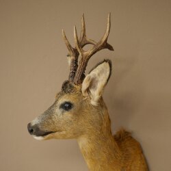Roebuck Head Mount, New, Height 58 cm, Antlers, Roebuck Head Mount 85.11.121