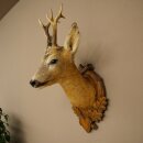 Testa di capriolo imbalsamata, altezza 57 cm, corna....