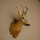Testa di capriolo imbalsamata, altezza 57 cm, corna....