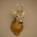 Testa di capriolo imbalsamata, altezza 57 cm, corna. Testa di capriolo imbalsamata su base intagliata per trofei 85.11.122