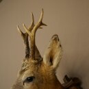 Testa di capriolo imbalsamata, altezza 57 cm, corna. Testa di capriolo imbalsamata su base intagliata per trofei 85.11.122