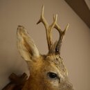 Testa di capriolo imbalsamata, altezza 57 cm, corna. Testa di capriolo imbalsamata su base intagliata per trofei 85.11.122