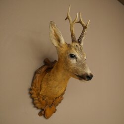 Testa di capriolo imbalsamata, altezza 57 cm, corna. Testa di capriolo imbalsamata su base intagliata per trofei 85.11.122