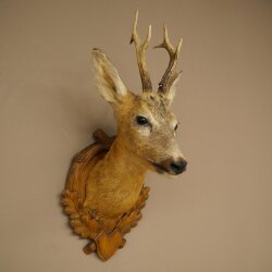 Testa di capriolo imbalsamata, altezza 57 cm, corna. Testa di capriolo imbalsamata su base intagliata per trofei 85.11.122