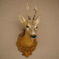 Testa di capriolo imbalsamata, altezza 57 cm, corna. Testa di capriolo imbalsamata su base intagliata per trofei 85.11.122