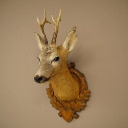Testa di capriolo imbalsamata, altezza 57 cm, corna. Testa di capriolo imbalsamata su base intagliata per trofei 85.11.122