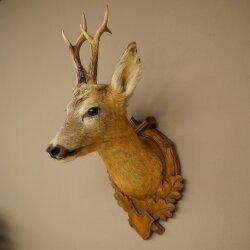 Testa di capriolo imbalsamata, altezza 57 cm, corna. Testa di capriolo imbalsamata su base intagliata per trofei 85.11.122