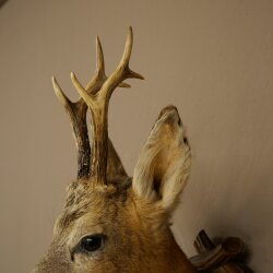 Testa di capriolo imbalsamata, altezza 57 cm, corna. Testa di capriolo imbalsamata su base intagliata per trofei 85.11.122