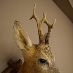 Testa di capriolo imbalsamata, altezza 57 cm, corna. Testa di capriolo imbalsamata su base intagliata per trofei 85.11.122