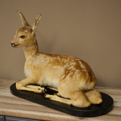 Rehkitz großes Kitz Präparat liegend auf Deko Platte Reh Höhe 42 cm Tierpräparat 89.11.82
