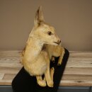 Rehkitz großes Kitz Präparat liegend auf Deko Platte Reh Höhe 42 cm Tierpräparat 89.11.82