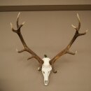Bois de cerf rouge, cerf à 12 pointes impaires,...