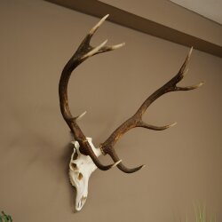 Rothirschgeweih ungerader 12 ender Hirsch Höhe 82 cm Hirschgeweih Geweih
