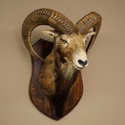 Mufflon (Ovis gmelini musimon) Präparat HL 66 cm Kopf Schulter Haupt auf Trophäenschild