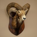 Mouflon (Ovis gmelini musimon) – Préparation...