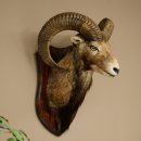 Mouflon (Ovis gmelini musimon) – Préparation...