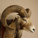 Mufflon (Ovis gmelini musimon) Präparat HL 66 cm Kopf Schulter Haupt auf Trophäenschild