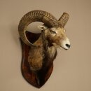Mufflon (Ovis gmelini musimon) Präparat HL 66 cm Kopf Schulter Haupt auf Trophäenschild