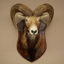 Mufflon (Ovis gmelini musimon) Präparat HL 66 cm Kopf Schulter Haupt auf Trophäenschild