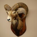 Mufflon (Ovis gmelini musimon) Präparat HL 66 cm Kopf Schulter Haupt auf Trophäenschild