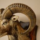 Mufflon (Ovis gmelini musimon) Präparat HL 66 cm Kopf Schulter Haupt auf Trophäenschild