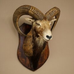 Mufflon (Ovis gmelini musimon) Präparat HL 66 cm Kopf Schulter Haupt auf Trophäenschild