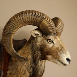 Mufflon (Ovis gmelini musimon) Präparat HL 66 cm Kopf Schulter Haupt auf Trophäenschild