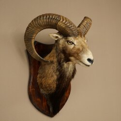 Mufflon (Ovis gmelini musimon) Präparat HL 66 cm Kopf Schulter Haupt auf Trophäenschild