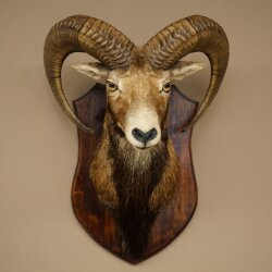 Mufflon (Ovis gmelini musimon) Präparat HL 66 cm Kopf Schulter Haupt auf Trophäenschild