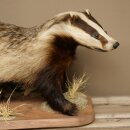 Badger on Decorative Pedestal, Taxidermy Specimen, Predator Specimen 89.10.119