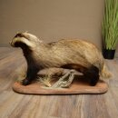 Badger on Decorative Pedestal, Taxidermy Specimen, Predator Specimen 89.10.119