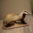 Badger on Decorative Pedestal, Taxidermy Specimen, Predator Specimen 89.10.119