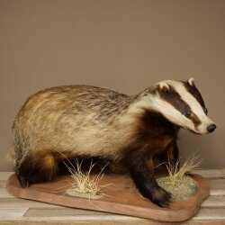 Badger on Decorative Pedestal, Taxidermy Specimen, Predator Specimen 89.10.119