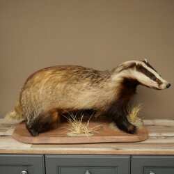 Badger on Decorative Pedestal, Taxidermy Specimen, Predator Specimen 89.10.119