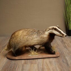 Badger on Decorative Pedestal, Taxidermy Specimen, Predator Specimen 89.10.119