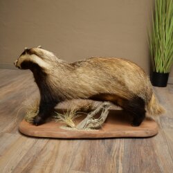Badger on Decorative Pedestal, Taxidermy Specimen, Predator Specimen 89.10.119