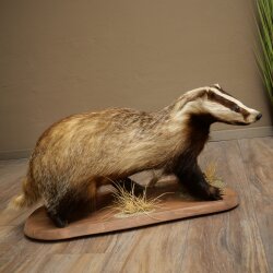 Badger on Decorative Pedestal, Taxidermy Specimen, Predator Specimen 89.10.119