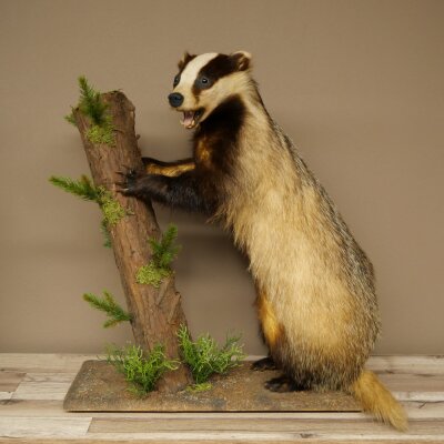 Blattire debout sur un socle décoratif – Animal empaillé – Prédateur empaillé 89.10.120
