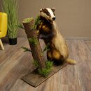 Blattire debout sur un socle décoratif – Animal empaillé – Prédateur empaillé 89.10.120