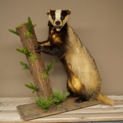 Blattire debout sur un socle décoratif – Animal empaillé – Prédateur empaillé 89.10.120