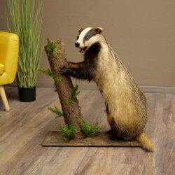 Blattire debout sur un socle décoratif – Animal empaillé – Prédateur empaillé 89.10.120