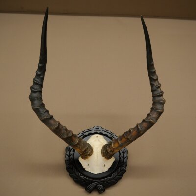 Impala-antilope (Aepyceros) schedeltrofee, trofee HL 52 cm, trofeeschild 88.4.75