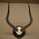 Trophée de crâne dantilope impala...
