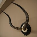 Impala-antilope (Aepyceros) schedeltrofee, trofee HL 52 cm, trofeeschild 88.4.75