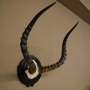 Impala-antilope (Aepyceros) schedeltrofee, trofee HL 52 cm, trofeeschild 88.4.75